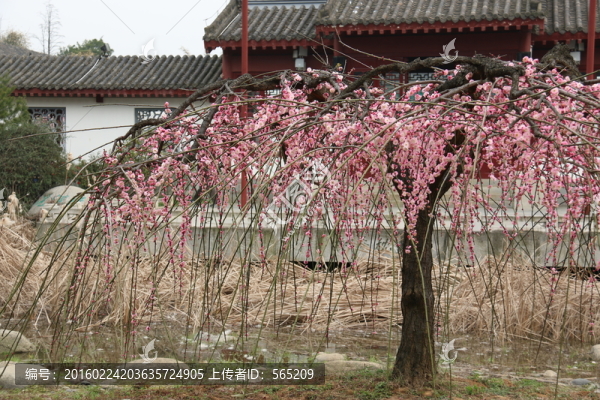 梅花