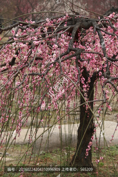 梅花