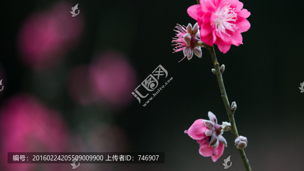 桃花,花朵,植物,花蕊,春天