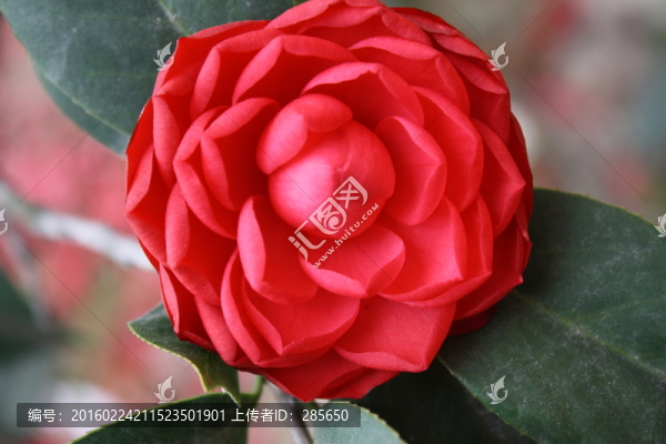 茶花