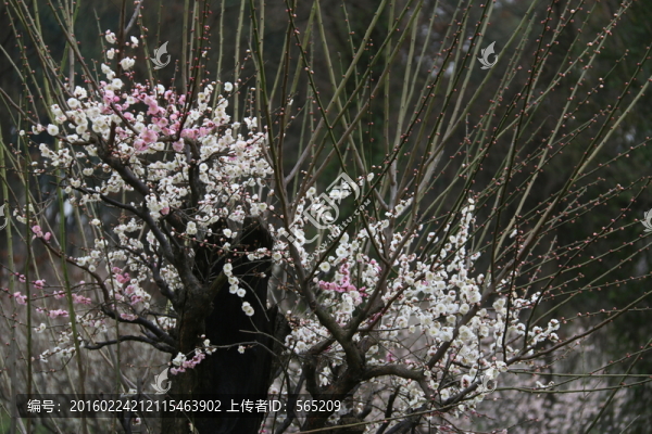 梅花