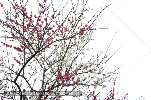 梅花
