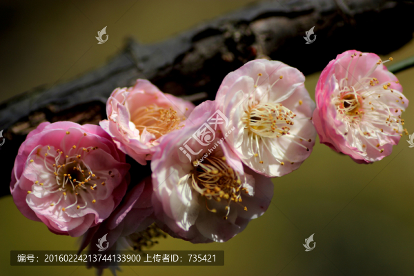 梅花