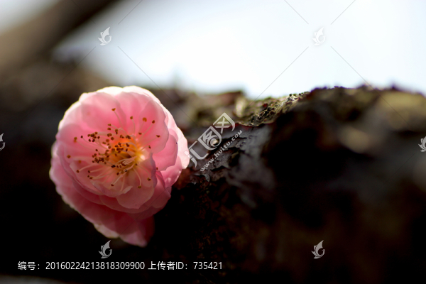 梅花