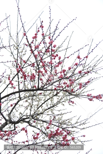 梅花