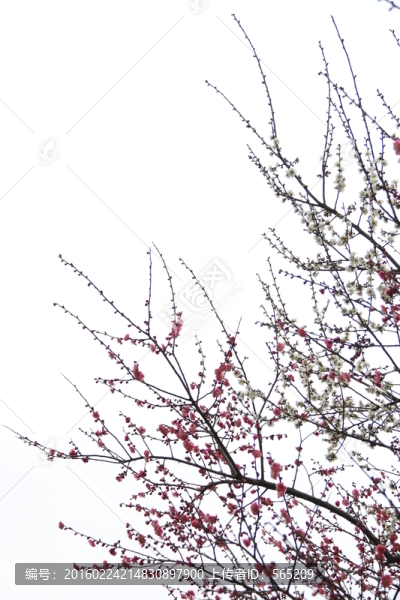 梅花
