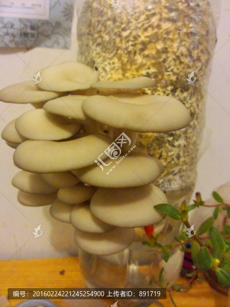 平菇