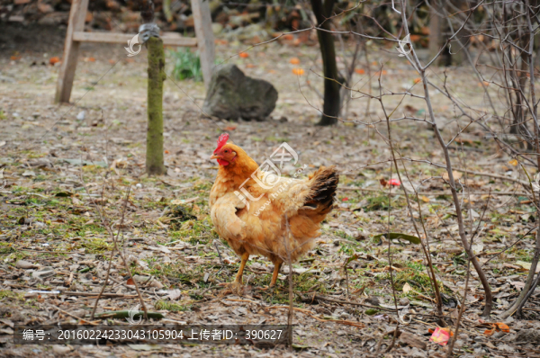農家散養(yǎng)雞