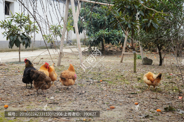 農(nóng)家散養(yǎng)雞