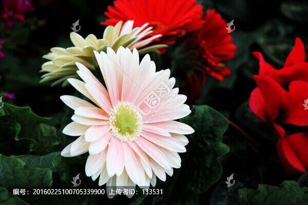 菊花,瓜葉菊