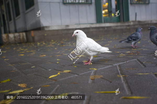 鴿子