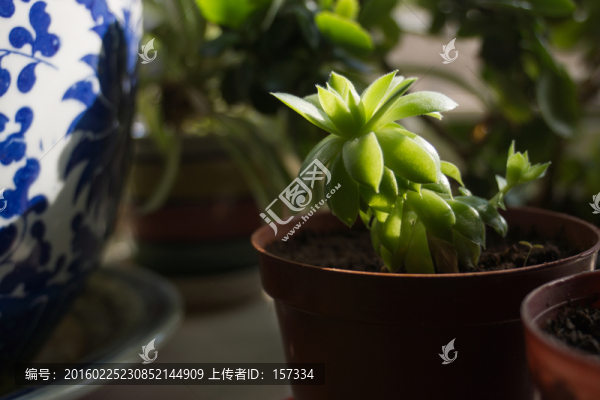 多肉類小盆栽
