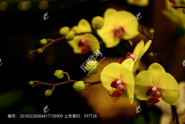 蝴蝶蘭