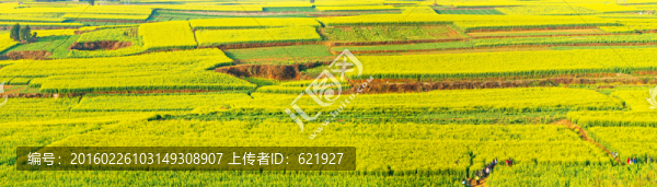 油菜花
