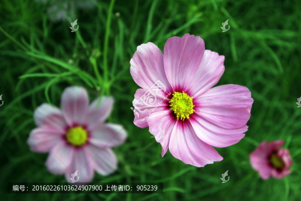 掃帚梅