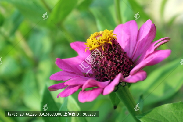 芙蓉花