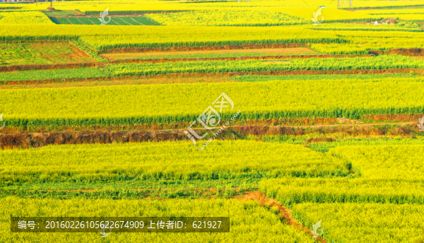 油菜花