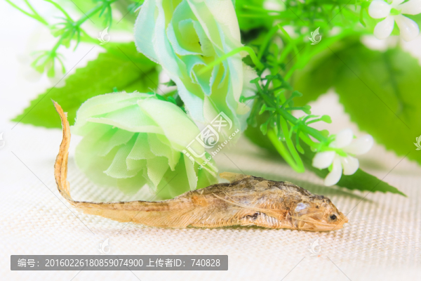 海魚(yú)