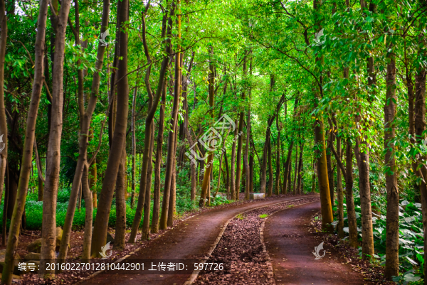 森林背景