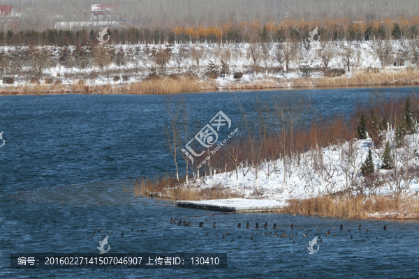 濕地雪景,水鳥