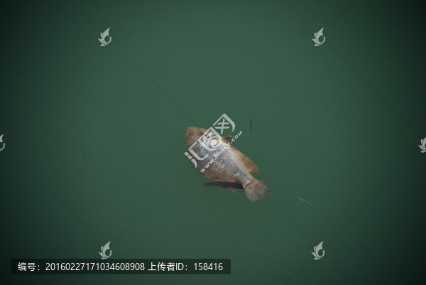 漂浮在水面的死魚