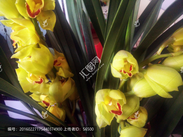 蘭花