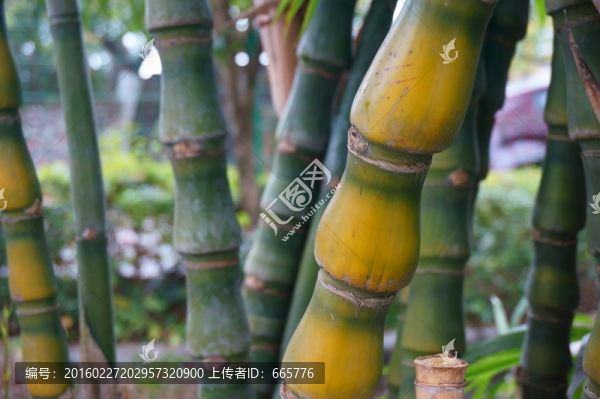 竹