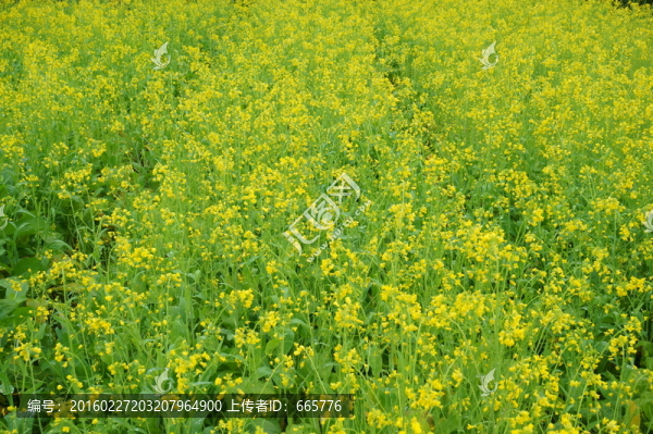 油菜花