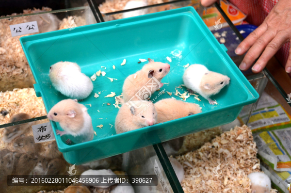 寵物店