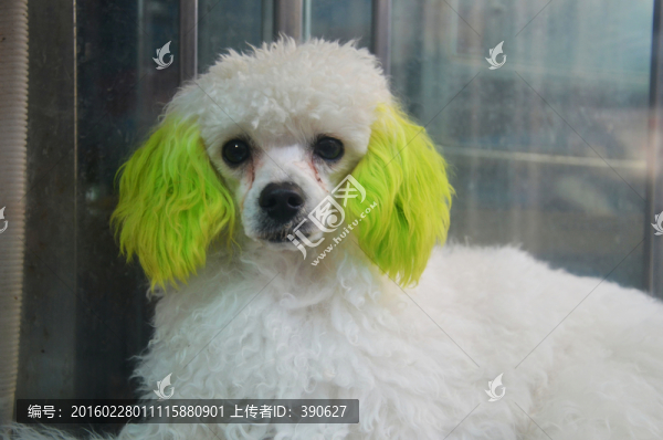 小狗