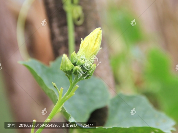 絲瓜花蕾