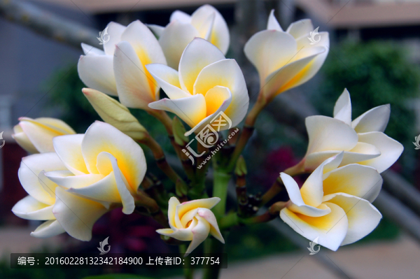 雞蛋花