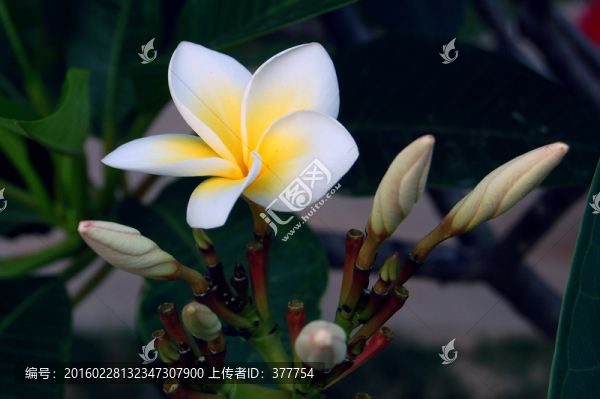 雞蛋花