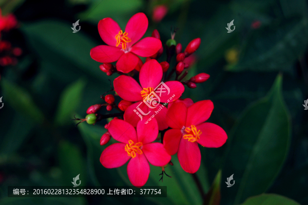雞蛋花