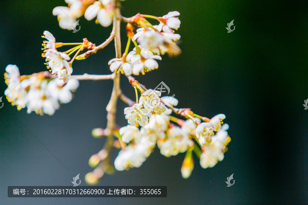 垂絲海棠