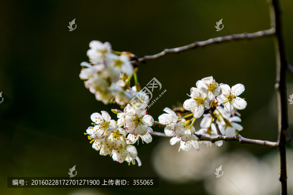垂絲海棠