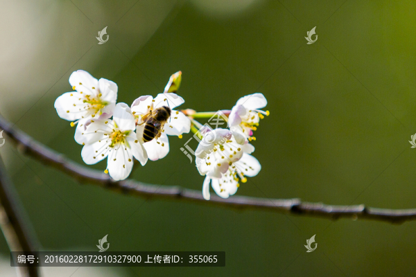 垂絲海棠