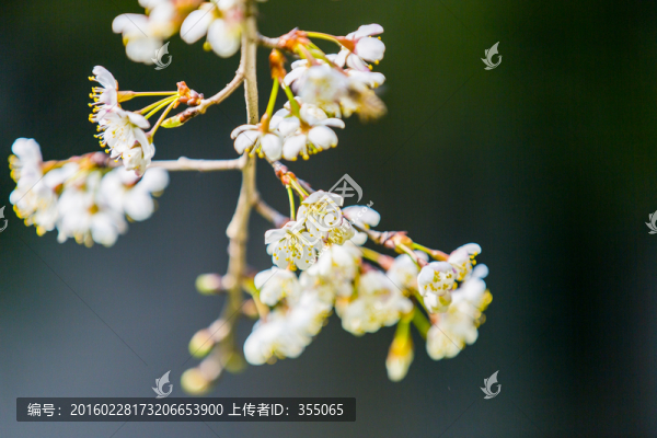 垂絲海棠