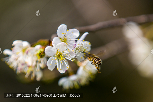 垂絲海棠