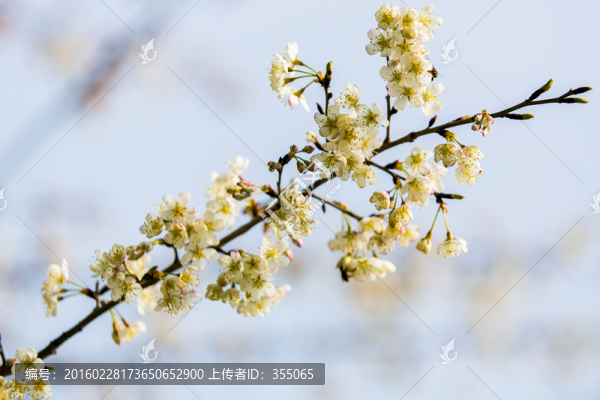 垂絲海棠