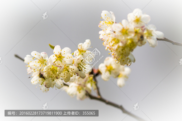 垂絲海棠