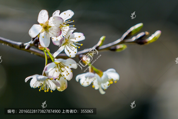 垂絲海棠