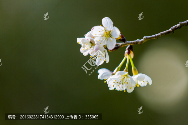 垂絲海棠