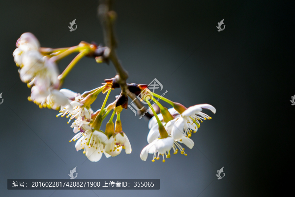垂絲海棠
