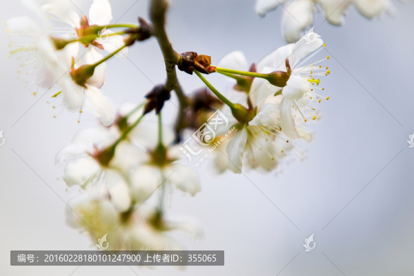 垂絲海棠