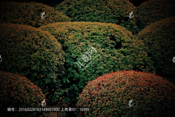 綠化