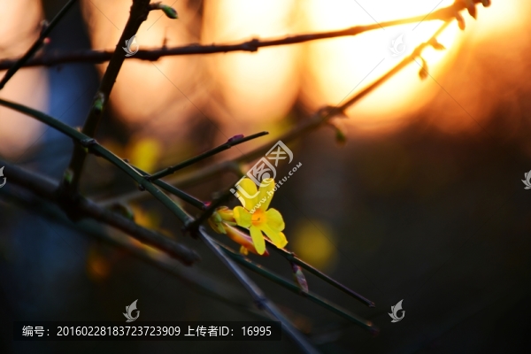 迎春花