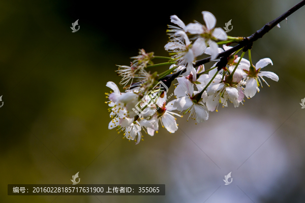 垂絲海棠