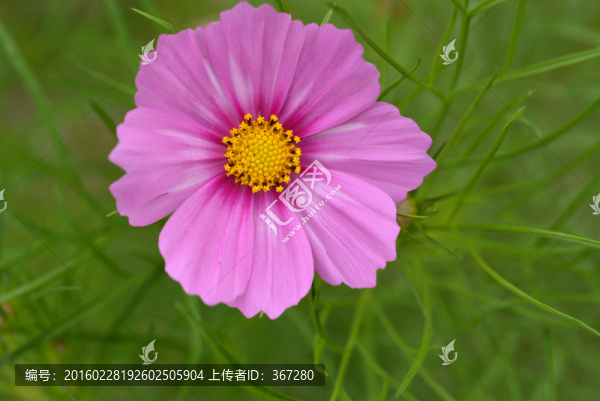 小花