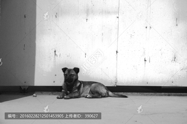 看門狗黑白